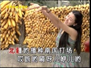 bai hat tieng trung tren canh dong hy vong