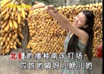 Bài hát tiếng Trung: Trên cánh đồng hy vọng – 在希望的田野上