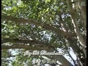 hoc tieng trung qua bai hat thanh thanh cay bo de