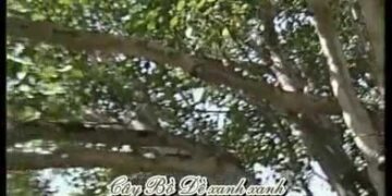 Học tiếng Trung qua bài hát: Thanh thanh cây bồ đề – 青青菩提树